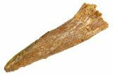 Fossil Pterosaur (Siroccopteryx) Tooth - Morocco #329031-1